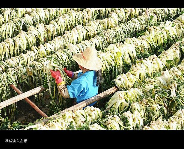 鄱阳春不老黄芽头