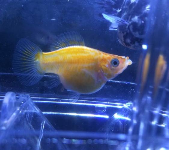 怎么看玛丽球鱼快生小鱼了玛丽球鱼的寿命