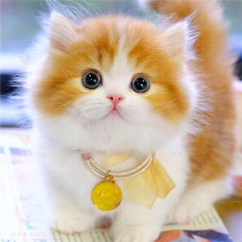 活体拿破仑长毛短腿康短腿纯白蓝白白矮脚猫咪