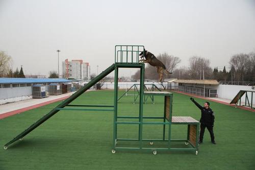 图为警犬开展三级跳障碍训练瞬间.