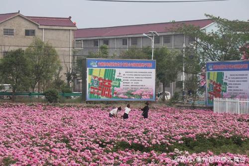 安徽省亳州市谯城区十八里镇万亩花海