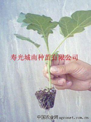 供应托鲁巴姆-茄子砧木