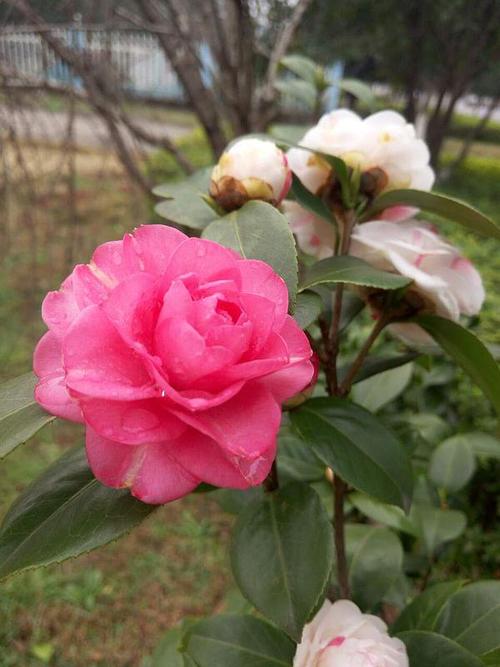 山茶花