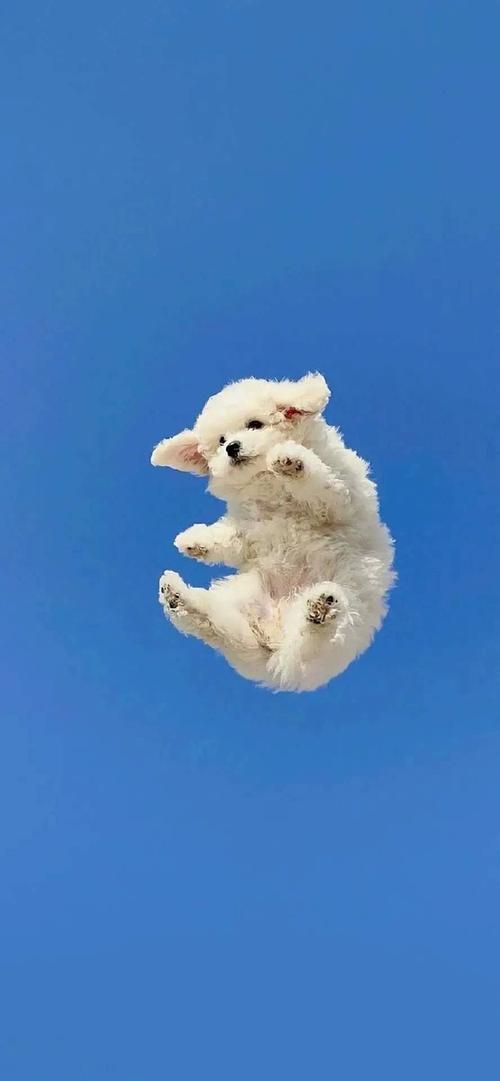 一些小动物壁纸