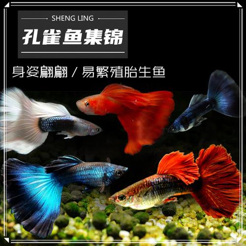 多种孔雀鱼合集象牙白冰蓝蓝草尾巴西红扇美国红天空蓝礼服观赏鱼