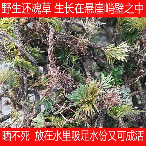 卷柏 又叫还魂草 九死还魂草铁拳头回阳草见水还阳草不死草万年青