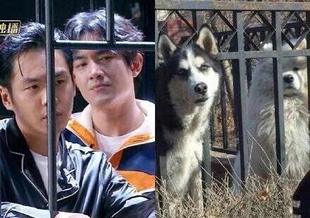 张若昀的眼神和表情,曾在不久前被调侃像二哈——哈士奇,与林更新一起