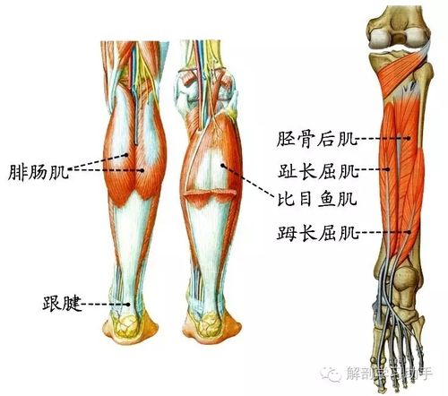 解剖歌诀(三)骨骼肌