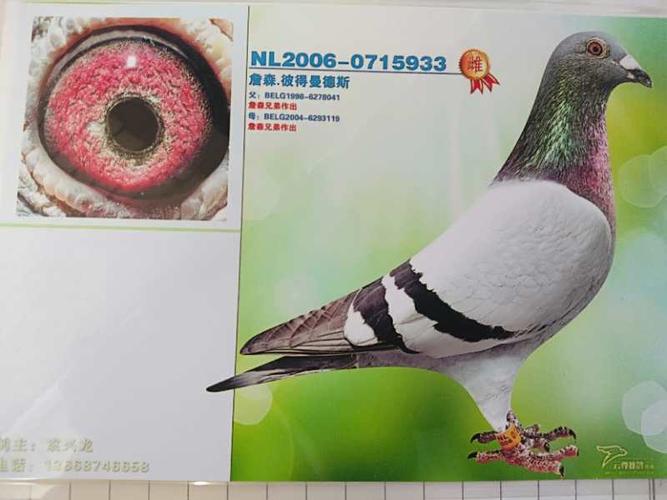 今晚9点在开心鸽业交流群,由昆明赛鸽高手袁兴龙提供6羽种鸽和赛绩鸽