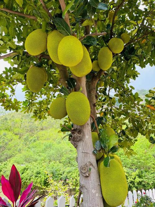 叶子|满树|菠萝蜜