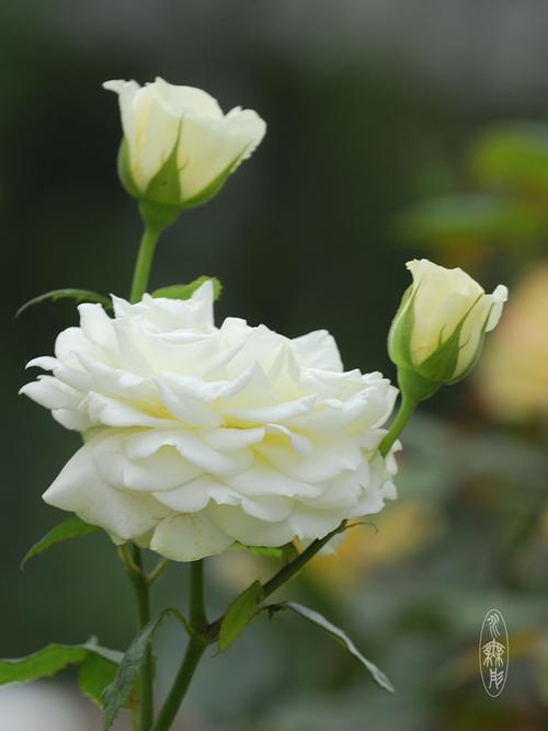 白月季花-水无形摄影