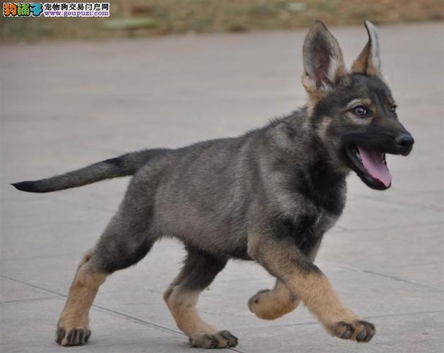 出售纯种昆明幼犬 健康昆明幼犬 可视频看狗