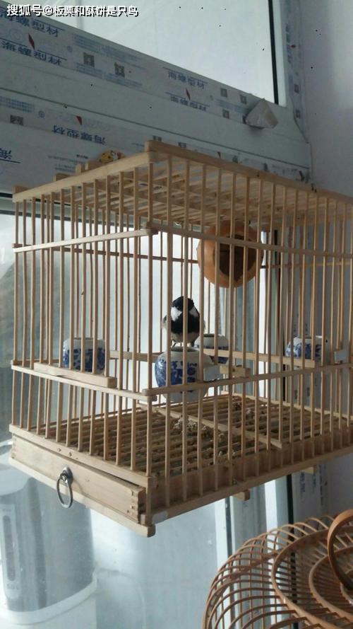 北方著名观赏鸟贝子通过贝子鸟的饲养了解一下鸟水嘴到底是啥