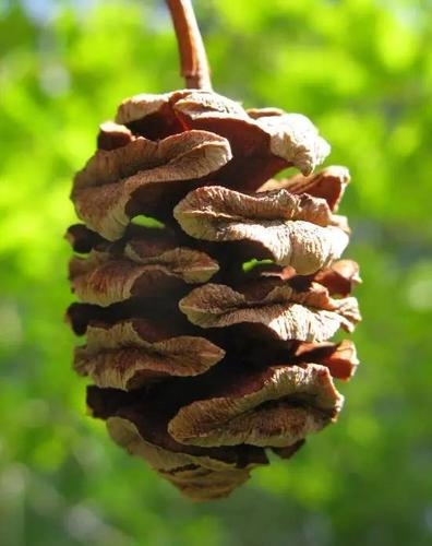 水杉(metasequoia glyptostroboides)的球果