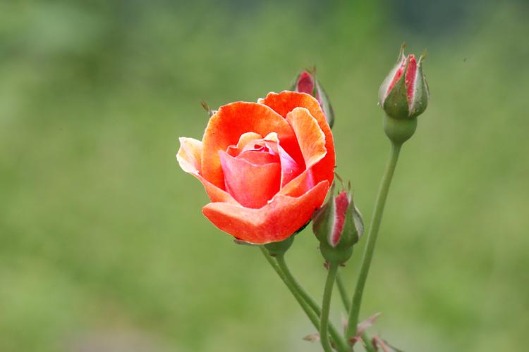 标题:香水月季 2