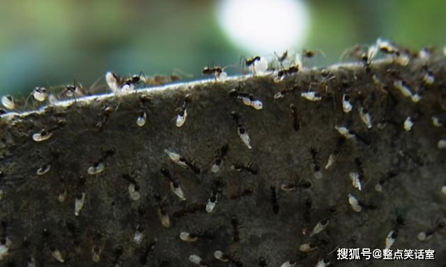 原创科学家发现"史前蚂蚁",被困了9900万年,咬食猎物被定格
