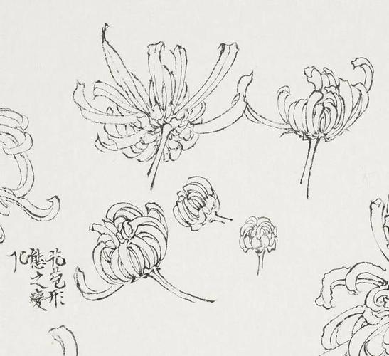 陈相锋 | 冰肌玉骨,遥谢风尘 —— 菊花白描写生与题跋