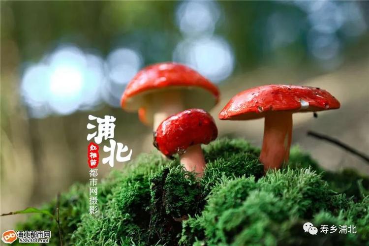 今年浦北红椎菌特别多,快来尝鲜啦!