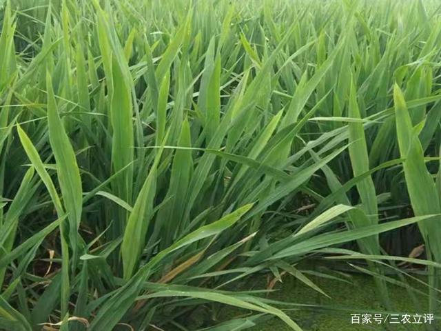 它原本是禾本科植物菰的花茎,经过茭白黑粉的刺激,形成的菌瘿.