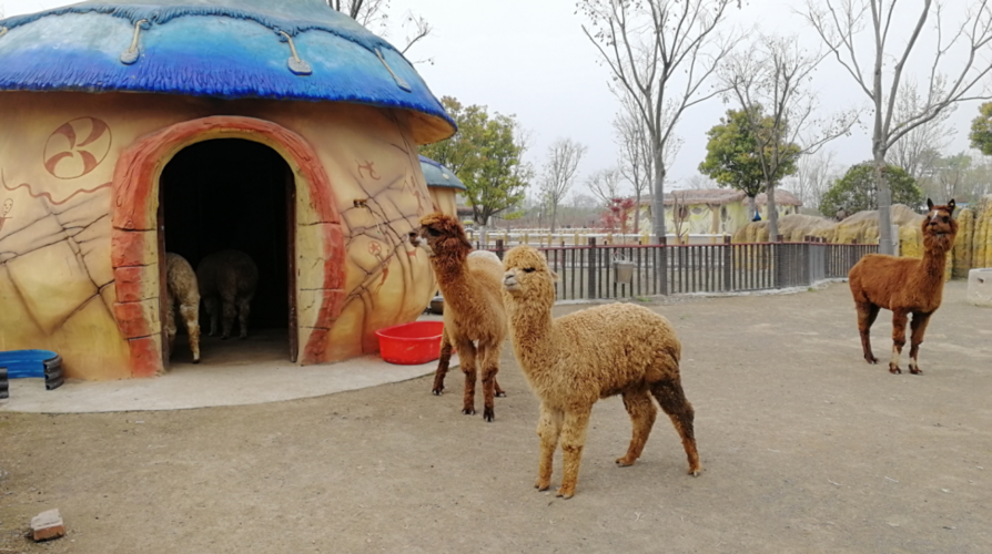 阜阳野生动物园开园时间定了!位置就在