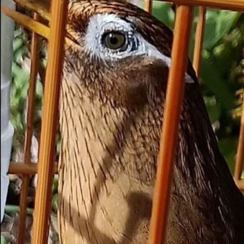 画眉鸟如何三个月出将