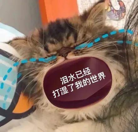 猫咪张大嘴哭大嘴猫表情包