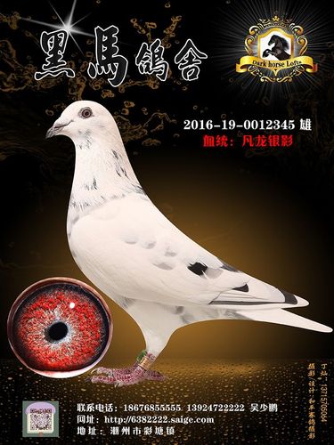 信鸽特征