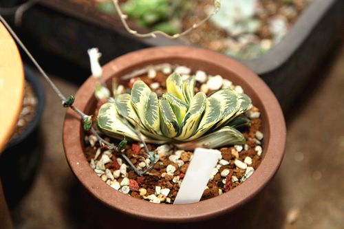 写乐 歌麿 荒矶 广重 虽然如今超越四大金刚的玉扇比比皆是 但是