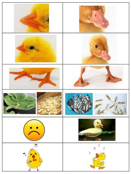 小班科学《小鸡和小鸭》