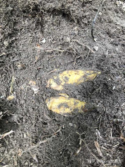 有没有竹笋探测器啊?