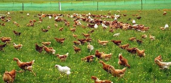 养鸡风波不能养鸡的养鸡场