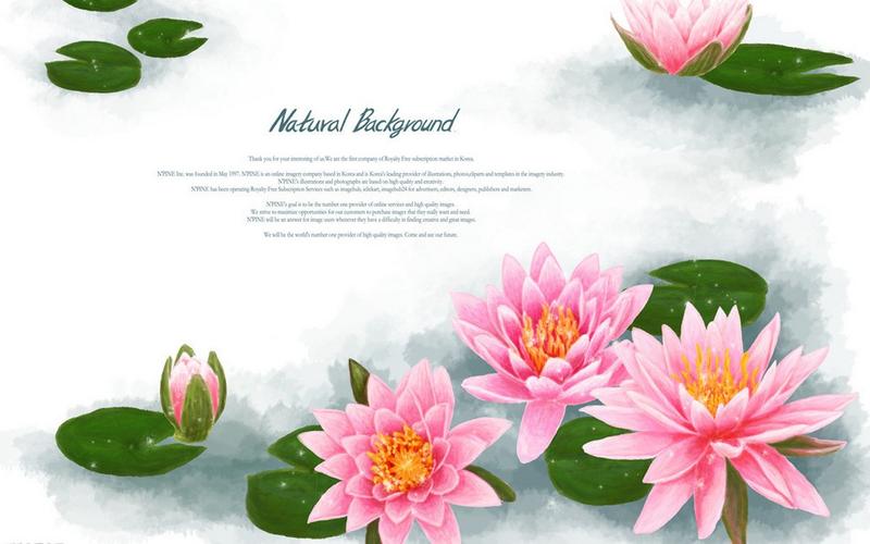 精美漂亮的荷花手绘图片大全分享!