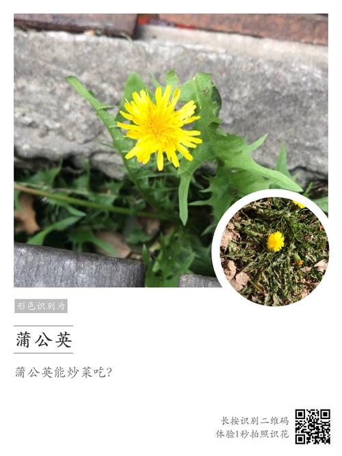 蒲公英是路边的一朵小花,等到秋天,我来吹小伞