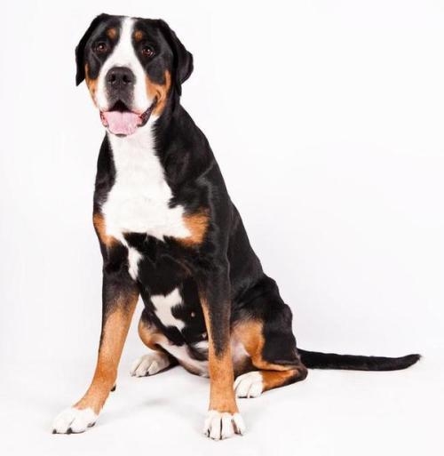 大瑞士山地犬