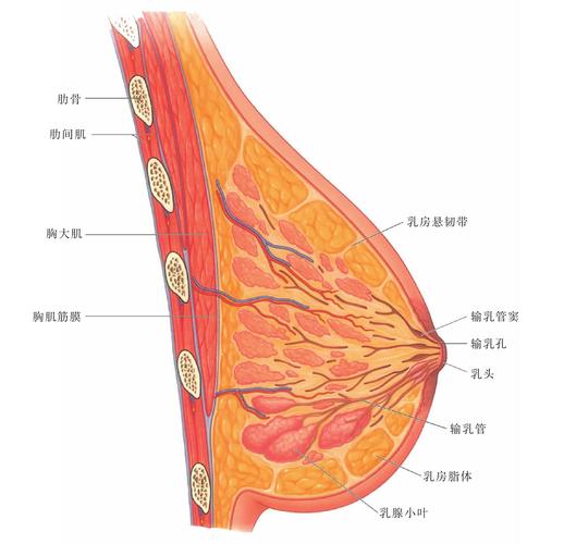 图159 乳房矢状切面模式图-人体解剖组织学-医学