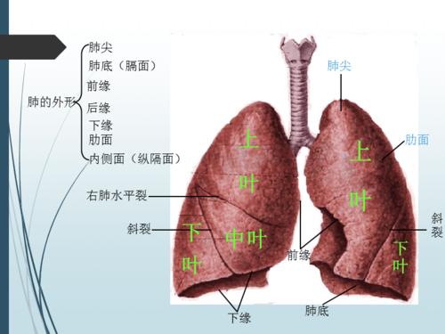 《断层解剖学》课件:5-2肺段断层解剖