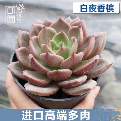 可园 白夜香槟多肉植物小盆栽 韩国进口高端创意粉香槟 高阶贵货