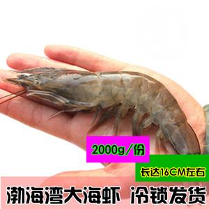 渤海湾野生大对虾