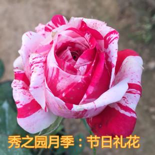 精选品种大花香水月季花苗 节日礼花 盆栽月季花苗 基地直销