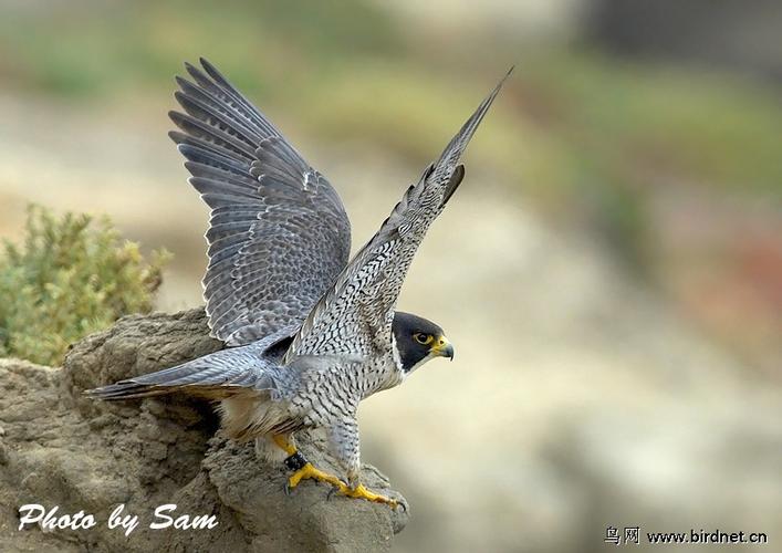 游隼peregrine falcon