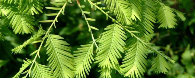 水杉叶子像什么形状