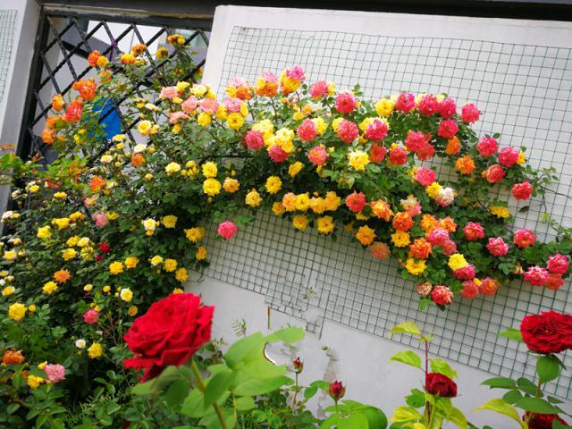 这种花名字叫"彩虹仙境",蔷薇科木质藤本植物,月季花的一个园艺品种