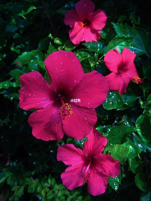 随手拍_花语_朱槿花_家居家装_家居装饰_花艺