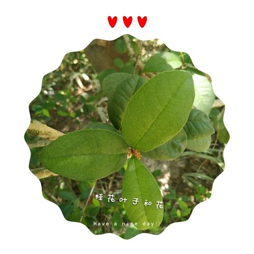 叶长椭圆形面端尖.