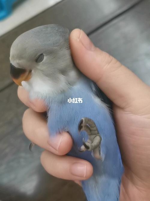 牡丹鹦鹉～紫罗兰(公)_鹦鹉_牡丹_宠物_我家宠物好可爱_宠物_宠物其他