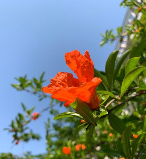 石榴花