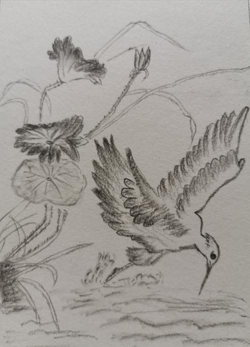我的素描(四)