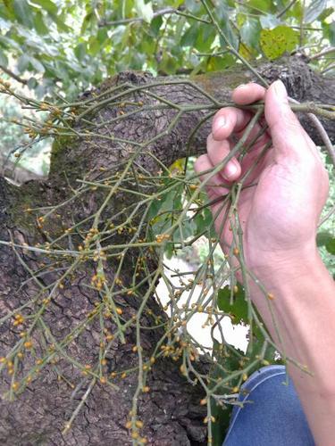 柿子树上的寄生,查了百科对比图片,说是螃蟹脚.上图给