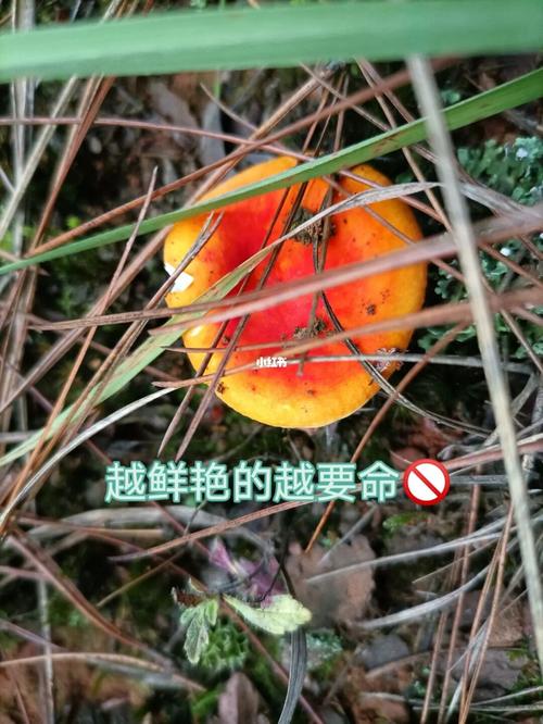 红伞伞白杆杆_红伞伞白杆杆_家居家装_家居用品_家居用品其他