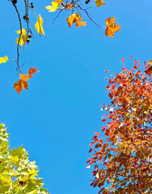 秋叶静美赏不尽大美秋色拍不完美好的时刻永远留在我心中